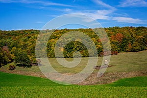 Autumn slovak landscape with colorful trees in autumn