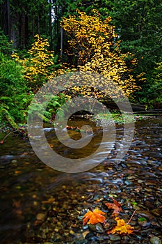 Autumn at a Small Creek with Maple Leaves