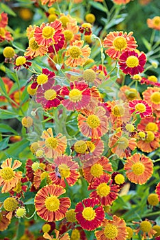 Autumn sneezeweed flowers, helenium autumnale