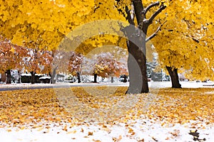 Autumn Snow