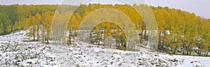 Autumn Snow and Aspens