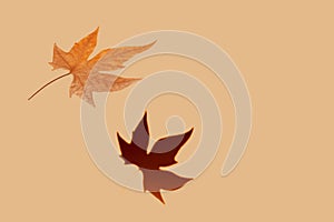 Autumn soaring maple leaf shadow beige paper