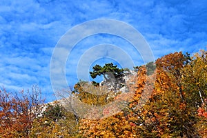 Autumn solitary tree on top of a mountain