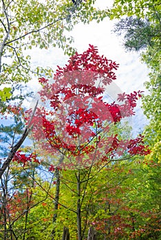 Autumn Sourwood Tree