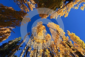 Autumn in South Island New Zealand.