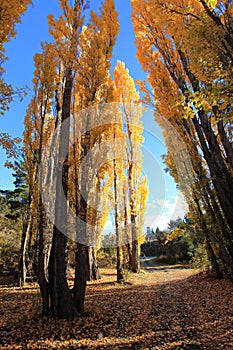 Autumn in South Island New Zealand.