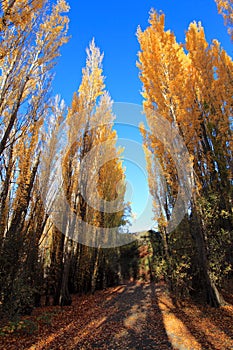 Autumn in South Island New Zealand.