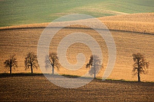 Autumn South Moravian landscape with five trees and rolling waving hills. Wavy fields in Czech Republic. Czech Tuscany.
