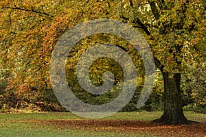 Autumn on southampton common