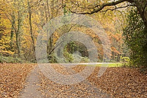 Autumn on southampton common