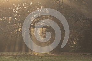 Autumn on southampton common