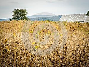 Autumn Soybean Crop at Antietam