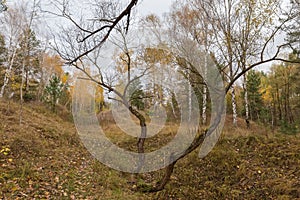 Autumn sparse forest on hillside in overcast morning