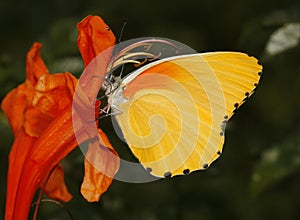 Autumn special butterfly