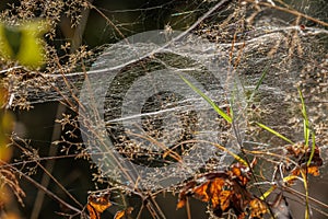 Autumn spider web in the forest