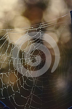 Autumn spider web with water drops