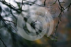 Autumn spider web with water drops