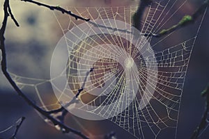 Autumn spider web with water drops