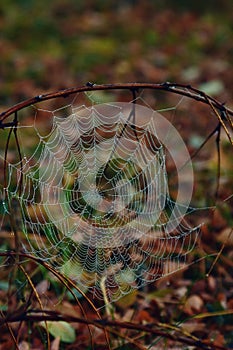 Autumn spider web with water drops