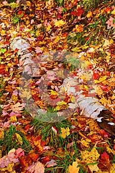 Autumn Splendor with Birch Logs and Fallen Leaves in Forest