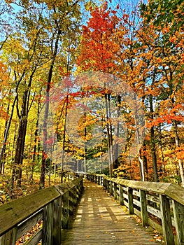 Autumn Splendor on the Boardwalk