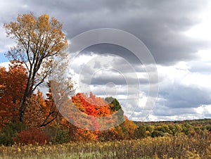 Autumn Splendor in Ohiopyle State Park photo