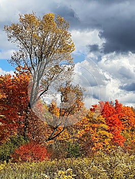 Autumn splendor in Southwest PA vertical