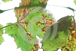Autumn spotted grape leaves on the background of bright sky. Concept of autumn harvest or diseases of grapes