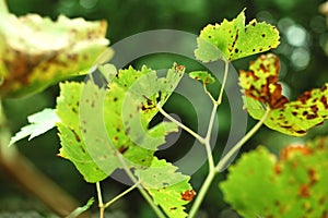 Autumn spotted grape leaves on the green background. Concept of autumn harvest or diseases of grapes