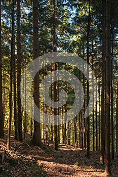 Autumn spruce tree forest with dead wood laying around