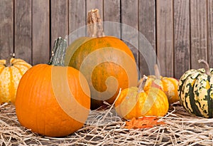 Autumn Squash and Pumpkins
