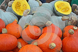 Autumn Squash Varieties