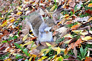 A very enterprising squirrel photo