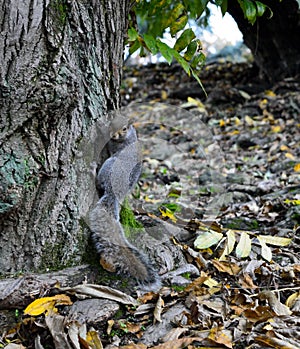 A very enterprising squirrel photo