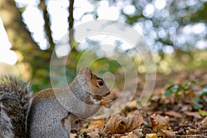 AUTUMN SQUIRREL, collecting nuts for Winter