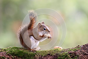 Autumn Squirrel with a Nut