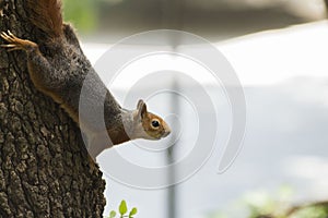 Autumn Squirrel with a Nut