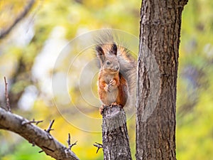 Squirrel with nut in Autumn sits on a branch