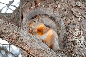 Autumn squirrel with nut sits on a branch