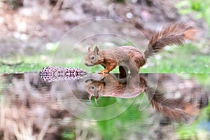 Autumn Squirrel with a pinecone in water with reflection