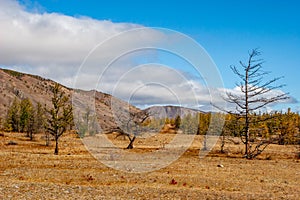 Autumn steppe landscape with hills and dry trees in the foreground.