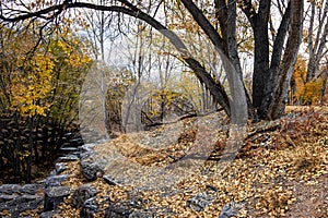 Autumn Stepping Stones