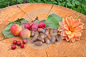 Autumn still life with apples ranet and acorns on a stump