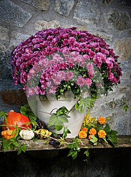 Autumn still life with autumn flowers