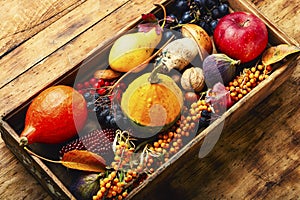 Autumn still life with autumn harvest