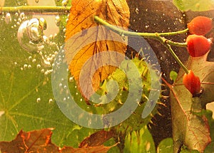 Autumn still life chestnut, brier and leaves dropped into water