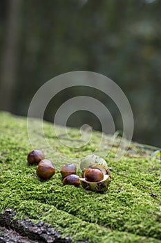 Chestnuts on moss