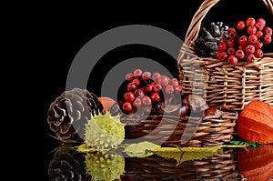 Autumn still-life - chestnuts and a mountain ash