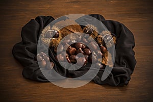 Autumn still life of chestnuts and urchins