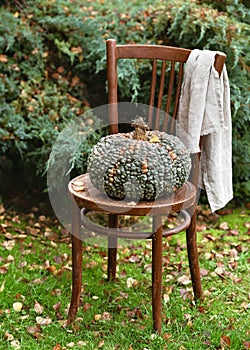 Autumn still life with decorative huge and wide green Marina di Chioggia pumpkin on old vintage wooden chair in garden.